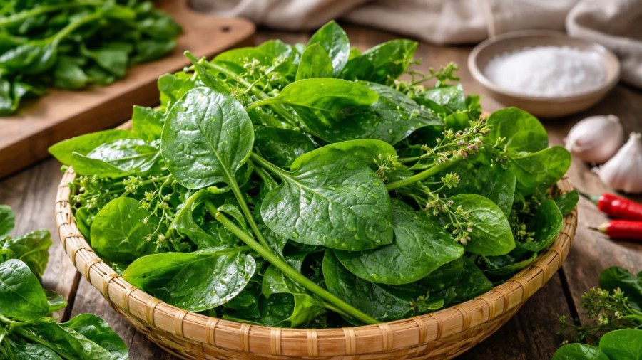 Không phải ai cũng nên ăn nhiều rau mồng tơi