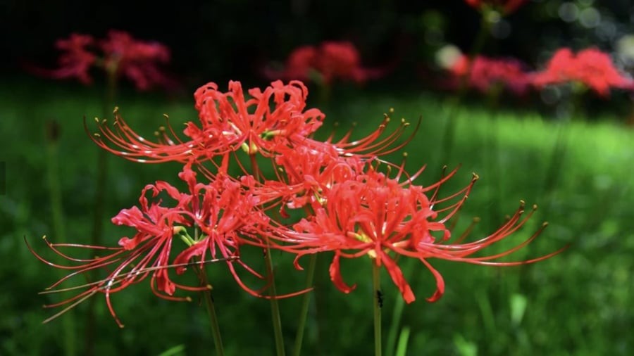 Hoa bỉ ngạn có vẻ đẹp độc đáo nhưng không nên trồng trong nhà.