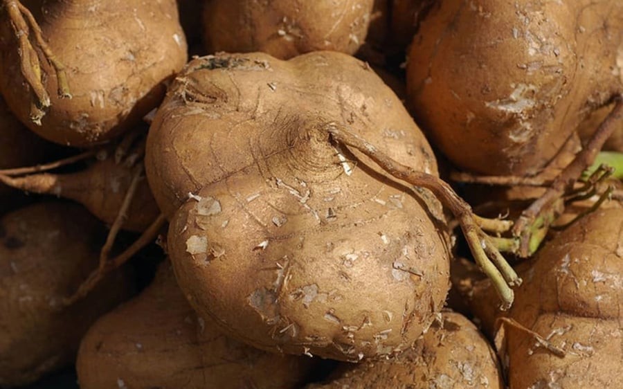 5 người không nên ăn củ đậu