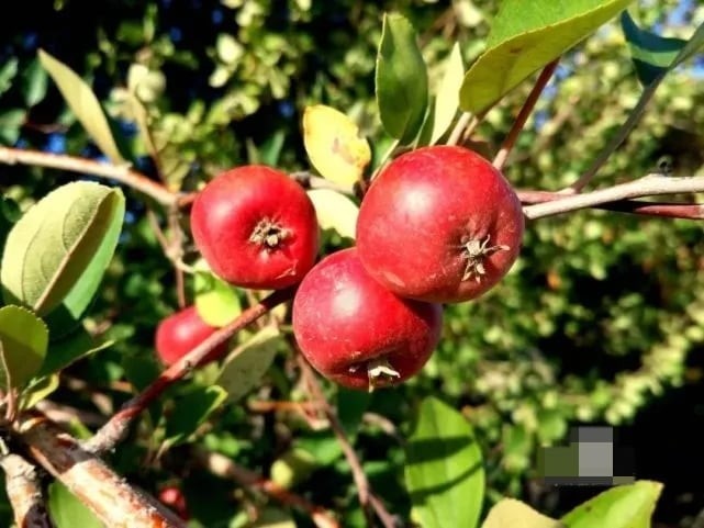 Táo gai có thể ăn tươi, làm mứt hoặc sấy khô, đồng thời còn được dùng trong y học cổ truyền nhờ khả năng hỗ trợ tiêu hóa, bổ tỳ, thúc đẩy tuần hoàn máu và giảm đầy hơi.