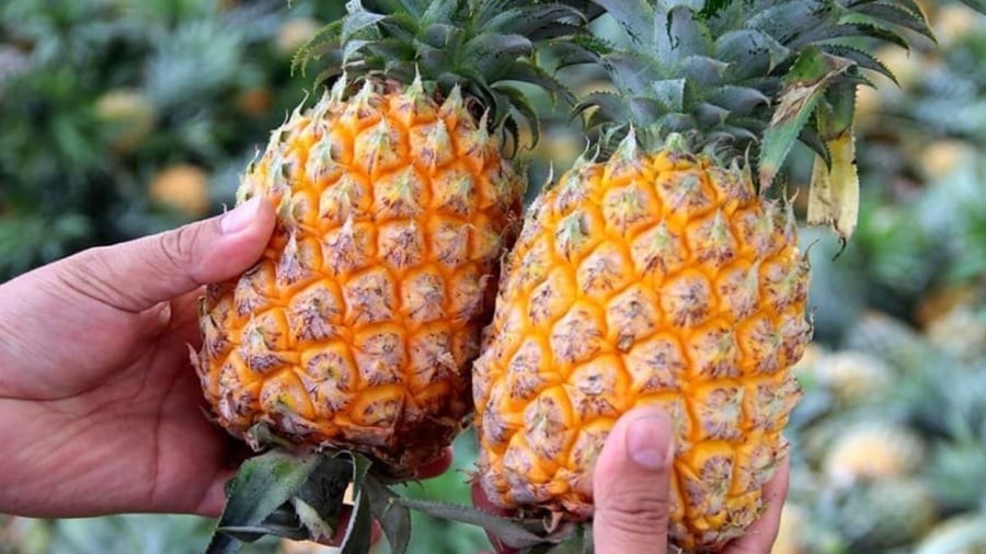 Khi chọn dứa, bạn cần quan sát màu sắc của dứa, hình dáng của quả dứa.