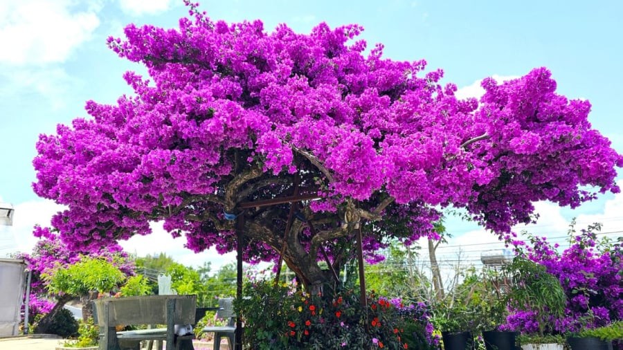 Kiểm soát nước có thể thúc đẩy cây hoa giấy ra nhiều hoa.