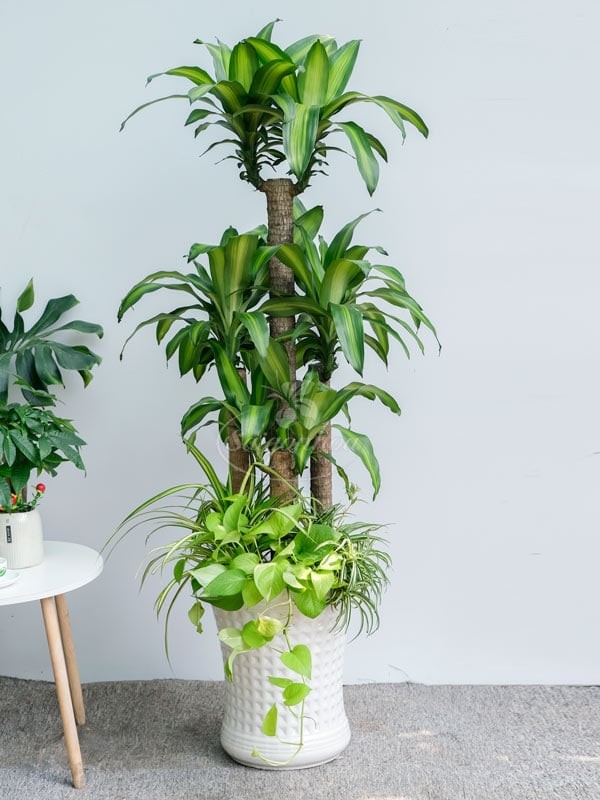 Cây phát tài mang ý nghĩa tượng trưng cho sự bền vững. Ảnh minh họa