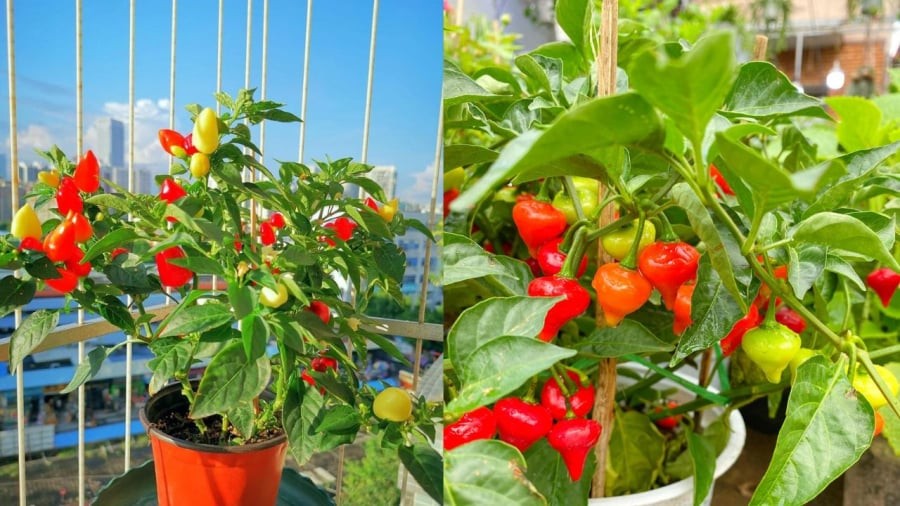 Theo quan niệm phong thủy, cây ớt mang nhiều ý nghĩa tốt đẹp khi trồng trong khuôn viên nhà.