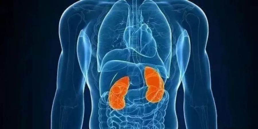 Tỷ lệ thận đơn độc bẩm sinh dao động khoảng 0,5‰ đến 2‰. Tình trạng này gặp ở nam giới nhiều hơn nữ giới, thường xuất hiện bên trái nhiều hơn bên phải và đôi khi đi kèm các dị tật khác của hệ tiết niệu.

