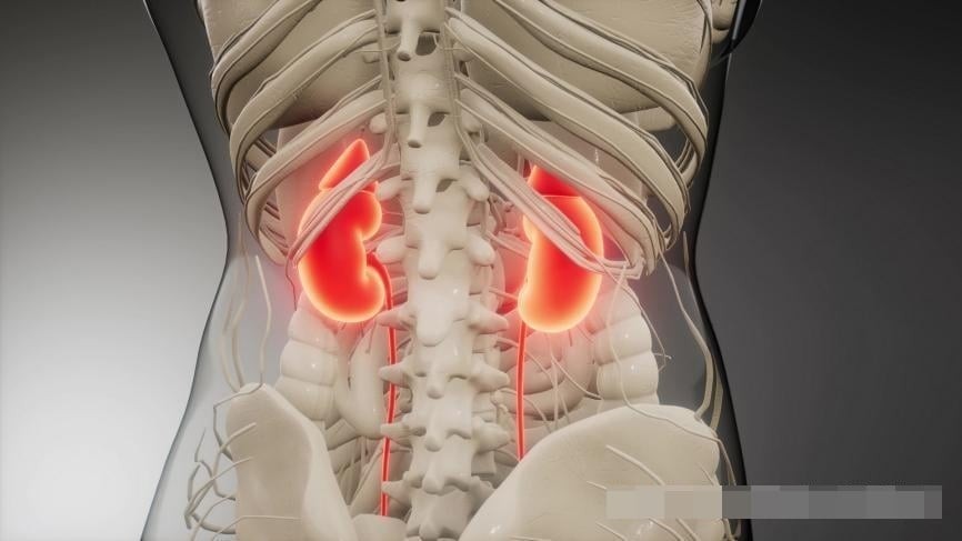 Thận đóng vai trò quan trọng trong quá trình chuyển hóa và đào thải chất trong cơ thể.