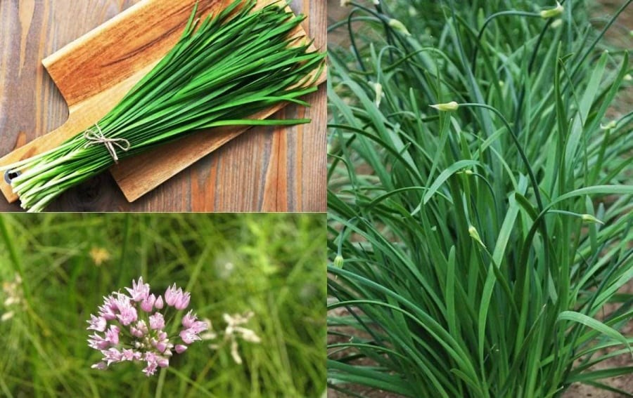 Hẹ là loại cây dễ trồng, ít sâu bệnh và sinh trưởng nhanh. 