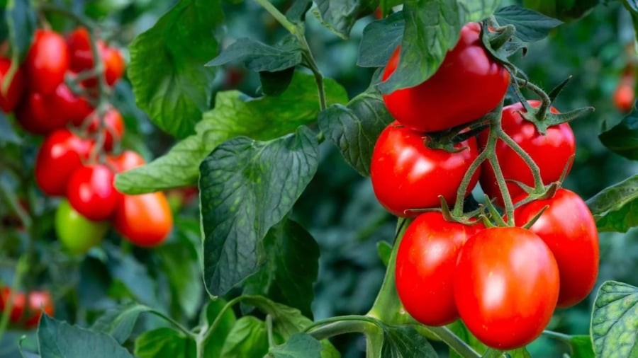 Cà chua chứa nhiều chất chống oxy hóa, magn lại nhiều lợi ích cho cơ thể.