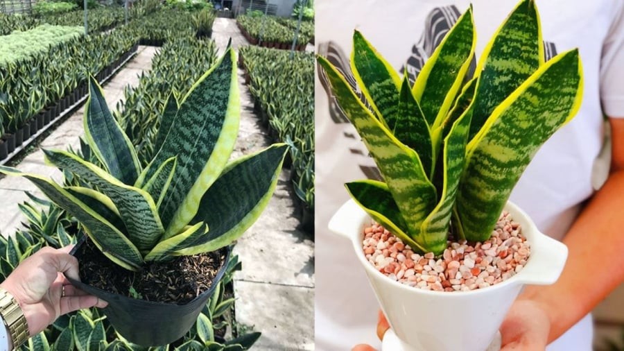 Người mệnh Kim và mệnh Thổ hợp trồng cây lưỡi hổ.