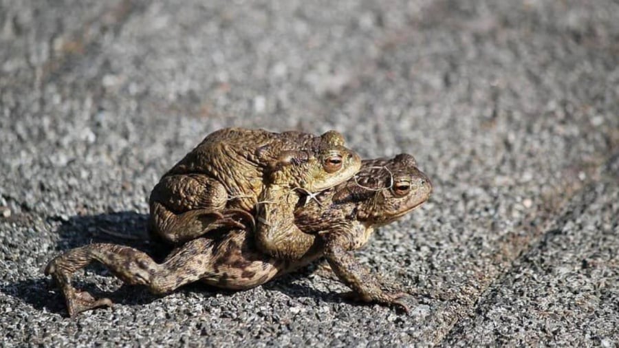 Dân gian coi loài cóc là biểu tượng của tài lộc, sự sung túc.