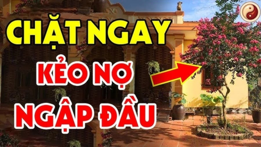 chat ngay no ngap dau