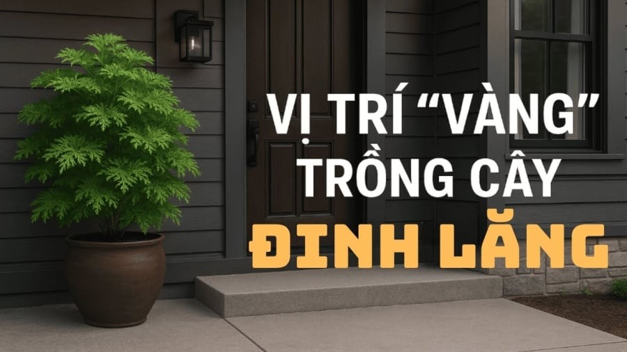 Cây đinh lăng được ví như 'Thần giữ của': Đặt chỗ nào để giữ Lộc giữ Tiền?