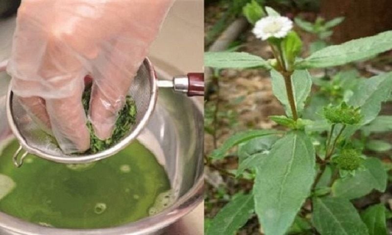 cay_co_muc_eb819e7aa6