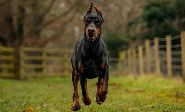 Đội hình Italia chạm trán Bulgaria: 