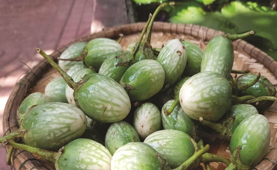 Từ nguyên liệu dân dã, cà đắng được người dân địa phương sáng tạo thành nhiều món ăn mang hương vị rất riêng