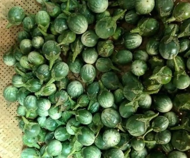 Cà đắng – loại quả nhỏ bé nhưng mang hương vị đặc trưng của núi rừng Tây Nguyên.