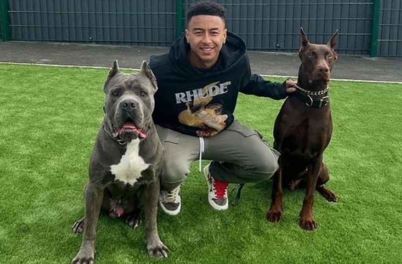 Lingard bị chỉ trích sau khi đăng ảnh động vật - Bóng Đá