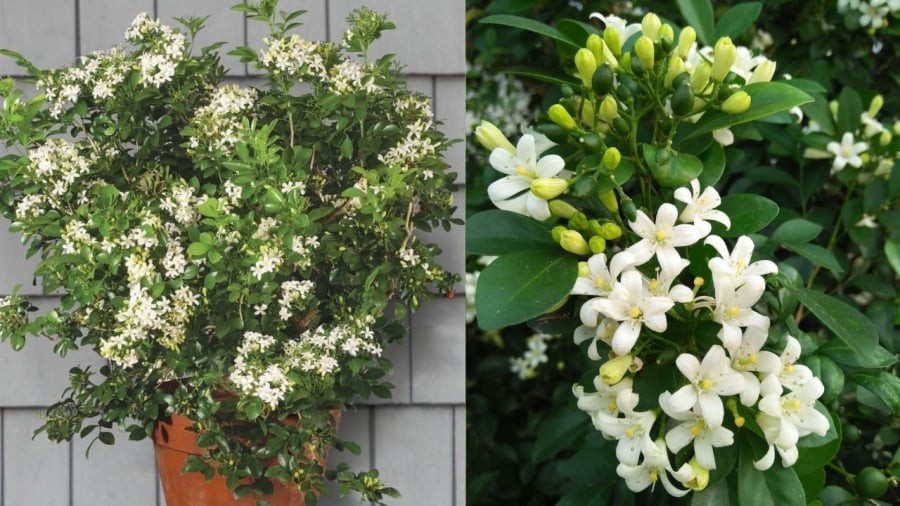 Nguyệt cảnh thơm và đẹp nhưng cần chú ý khi trồng