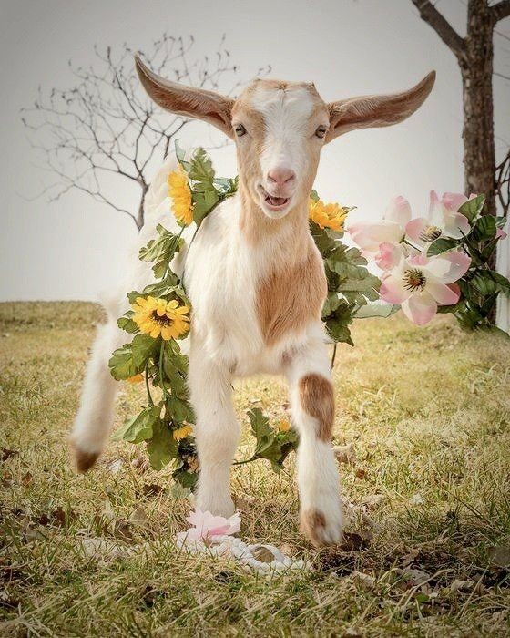 Tuổi Mùi càng lớn tuổi càng thấy cơ hội lớn