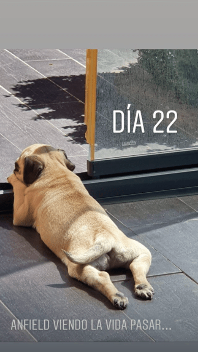 Atletico Madrid star Marcos Llorente names his dog ‘Anfield’ after brace to knock Liverpool out of Champions League - Bóng Đá