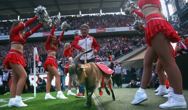 Cologne’s famous goat mascot BANNED from stadium for first time in 12 years due to new Bundesliga hygiene rules - Bóng Đá