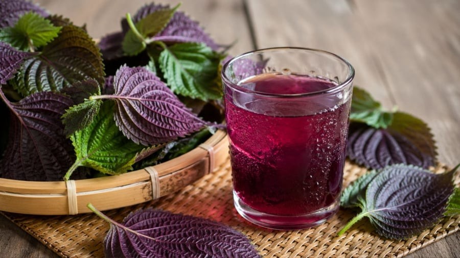 Uống nước tía tô không phải ai uống nhiều cũng tốt