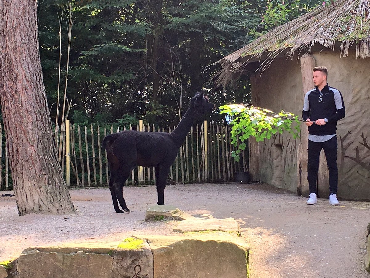 Chấn thương, hai 'anh đại' Dortmund rủ nhau vào sở thú - Bóng Đá
