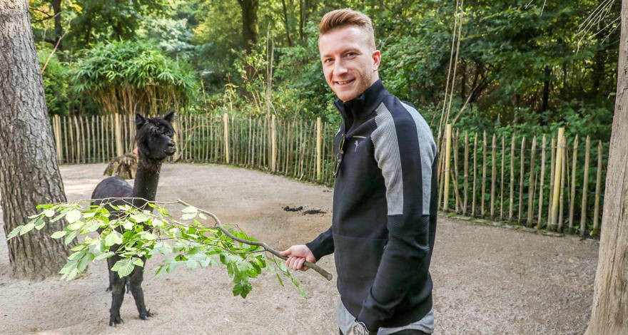 Chấn thương, hai 'anh đại' Dortmund rủ nhau vào sở thú - Bóng Đá