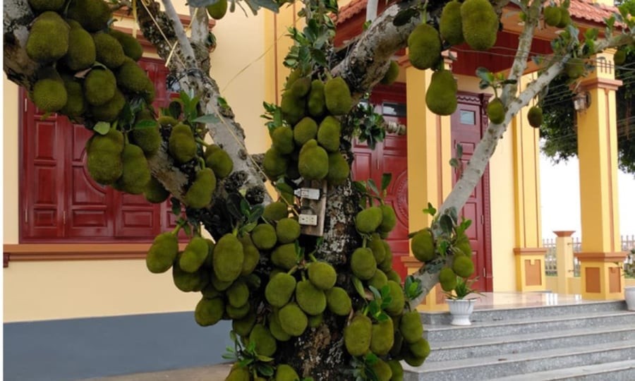 Người xưa thường ưu tiên trồng mít ở góc vườn, phía hông hoặc phía sau nhà, vừa có bóng mát vừa không ảnh hưởng mặt tiền.