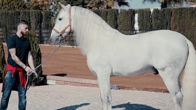 Sergio Ramos có dịp 'nở mày nở mặt' vì... ngựa - Bóng Đá