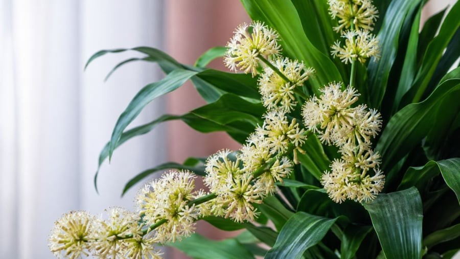 Cẩn thận khi thiết mộc lan nở hoa