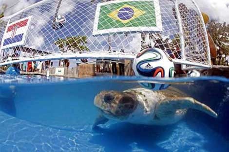 Top 5 động vật xứng tầm 'thánh phán' World Cup lừng danh thế giới - Bóng Đá