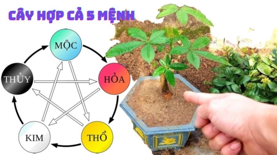 Loại cây hợp cả 5 mệnh, trồng trong nhà Tiền tự đẻ ra