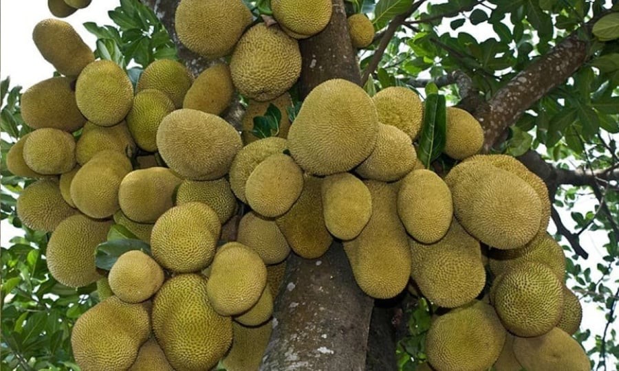 Không chỉ là loại cây ăn quả quen thuộc, cây mít trong dân gian còn được xem là biểu tượng của sự sung túc và may mắn. 