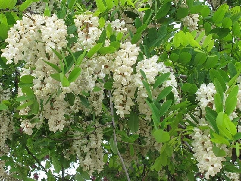 Trong phong thủy, cây hòe được xếp vào nhóm “quý mộc” – những loại cây mang nguồn năng lượng tích cực, được cho là có khả năng thu hút tài lộc và may mắn cho gia chủ.