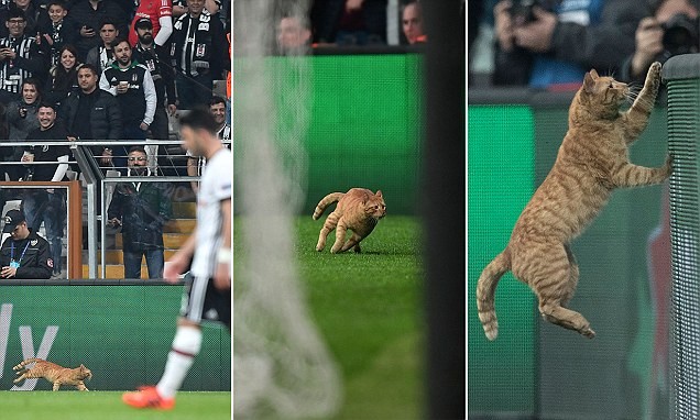 Chú mèo xuất hiện ở trận đấu của Bayern Munich - Bóng Đá