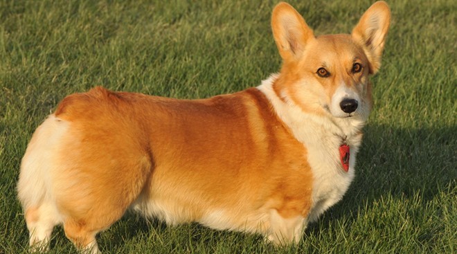 chocorgi682