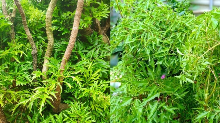 Khi trồng cây đinh lăng, bạn nên chọn các vị trí thoáng đãng, đầy đủ ánh sáng để cây phát triển tốt.