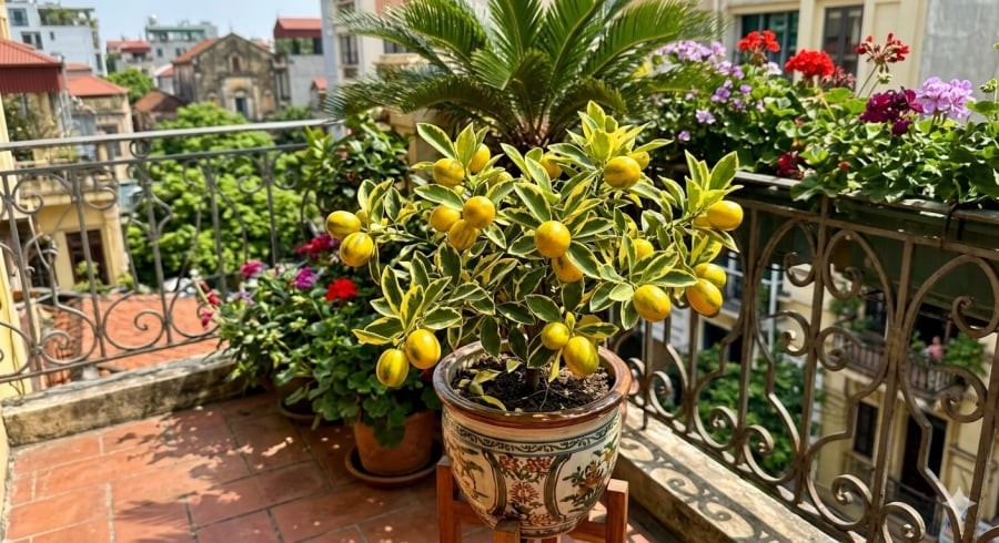 Quất cẩm thạch không chỉ đẹp mắt mà còn mang lại cảm giác tươi mới cho không gian sống.