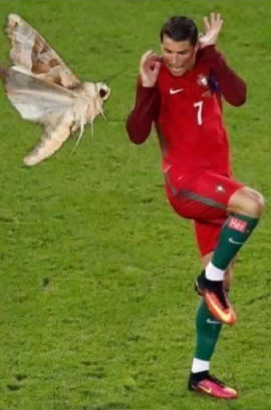 ZZZZRonaldobuom3