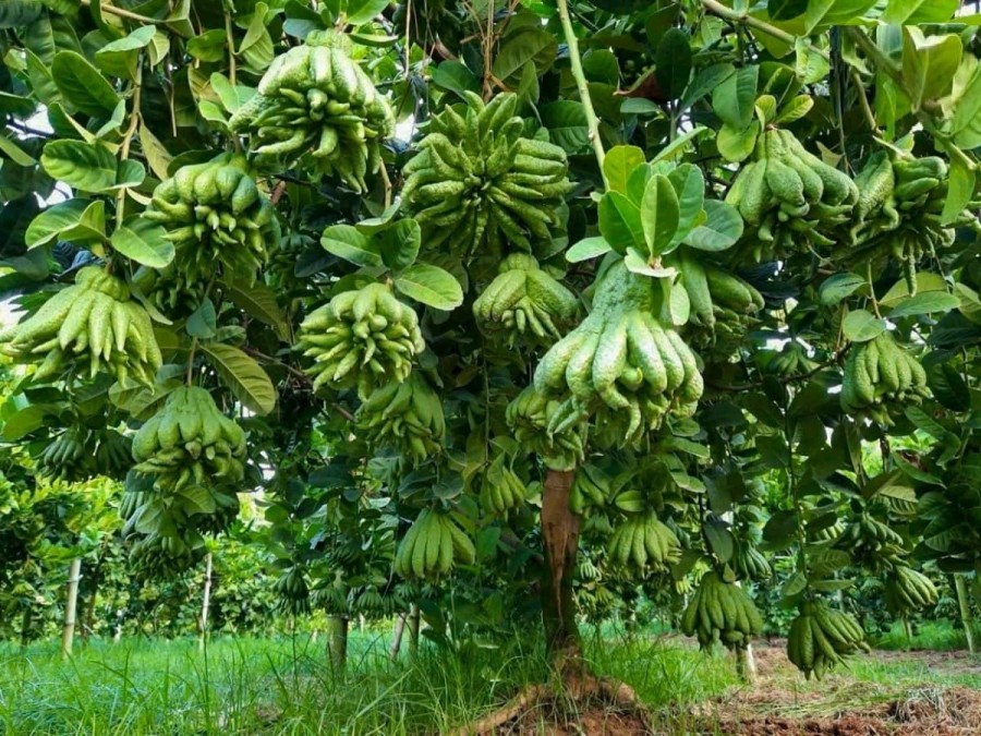 Cây dễ chăm sóc, có thể trồng trong chậu hoặc ngoài sân vườn, phù hợp với những ai yêu thích sự thanh tịnh và phong thủy tốt.

