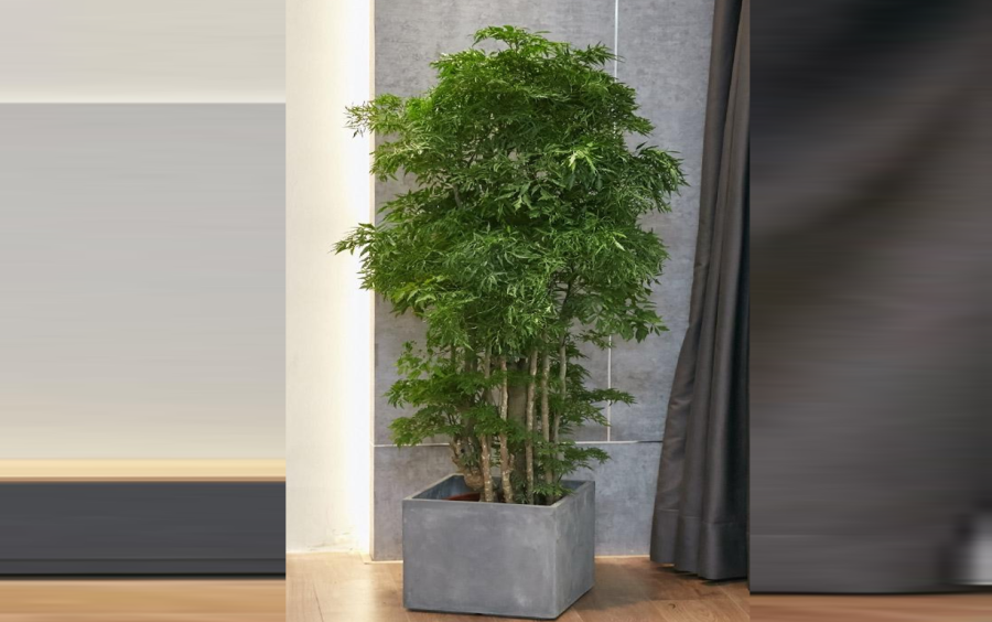 Trồng đinh lăng đúng vị trí giúp cây phát triển ổn định và dễ chăm sóc