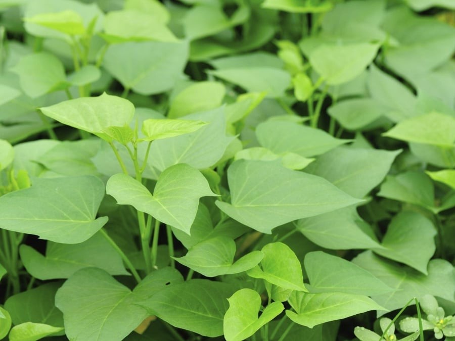 Theo bác sĩ Pei-Lin Lo, rau lang chứa nhiều hoạt chất sinh học quan trọng như polyphenol, anthocyanin, flavonoid và axit chlorogenic. 