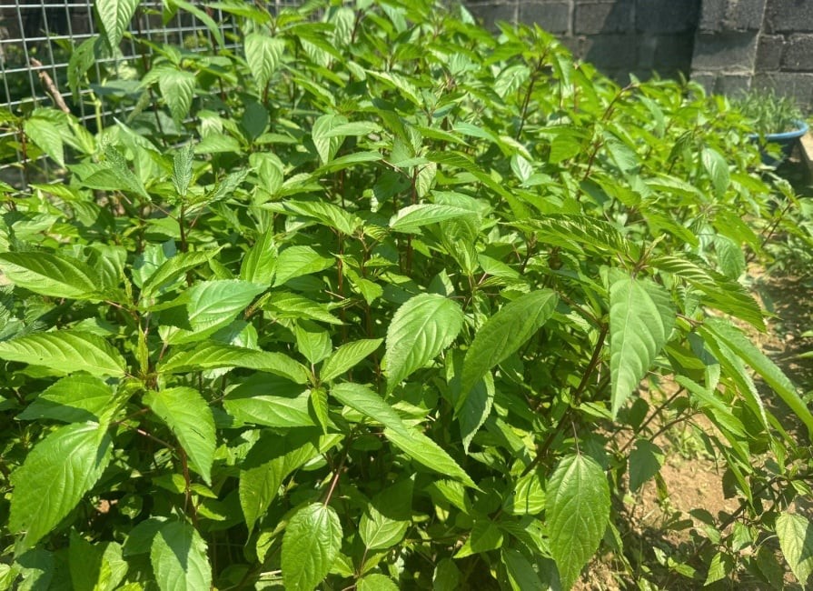 Trong 100g rau đay có khoảng 92% là nước, cùng nhiều khoáng chất và hoạt chất sinh học có lợi. 