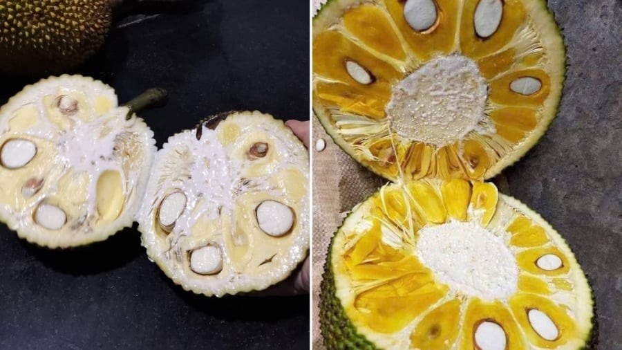 Để làm sạch nhựa mít, bạn có thể sử dụng gạo hoặc dầu ăn, dầu hỏa.