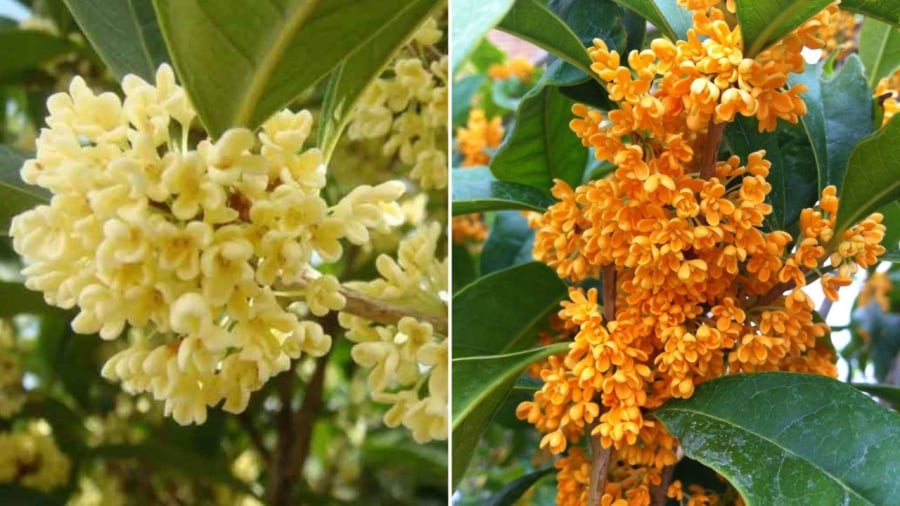 Hoa mộc hương có mùi thơm dễ chịu, giúp mang lại cảm giác thư giãn.