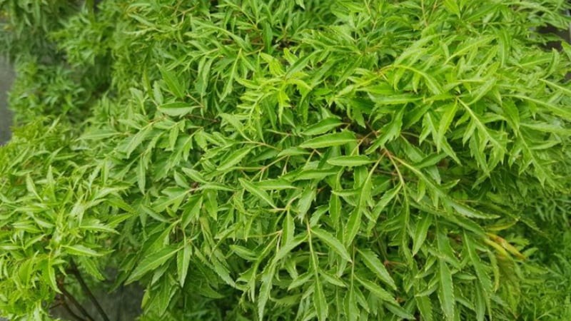 Vị trí tốt nhất để trồng cây Đinh Lăng: Chỉ cần 1 cây cũng trấn giữ của cải, giàu có phát tài
