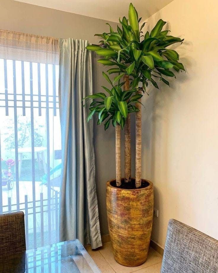 Trồng thiết mộc lan cần chú ý cách chăm sóc