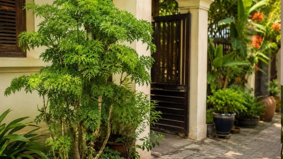 Ở góc nhìn phong thuỷ, đinh lăng là cây cảnh tốt