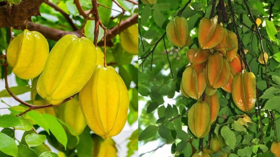 Cây khế không chỉ có tác dụng lấy bóng mát, lấy quả mà còn có ý nghĩa phong thủy tốt lành.